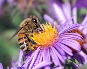 Le parfum dans la nature